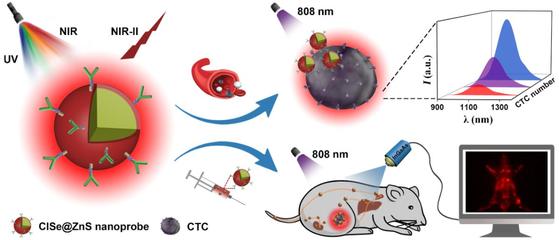 中科院福建物構(gòu)所陳學(xué)元團隊新型近紅外二區(qū)發(fā)光量子點生物標(biāo)記獲新進展