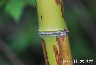 陽(yáng)竹科技30 億押注 "以竹代塑"!如何用竹子改寫全球塑料產(chǎn)業(yè)格局?